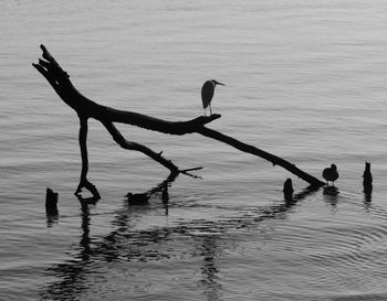 Silhouette birds swimming in lake