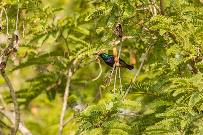 Bird perching on a branch