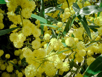 Close-up of yellow flowering plant