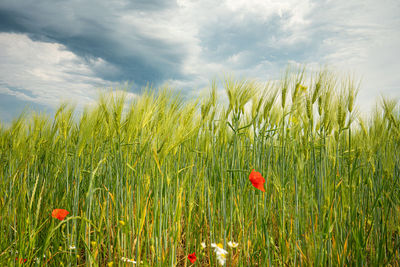 Scenic view of poppy field against sky