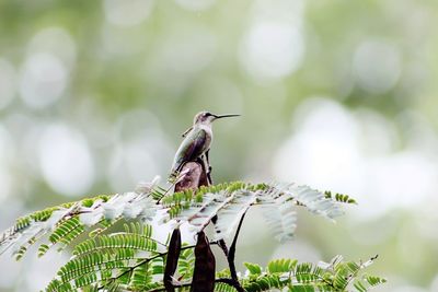 Bird perching on a plant