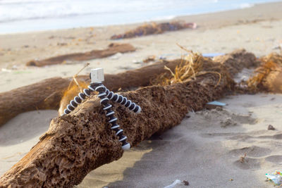 Close-up of driftwood on beach