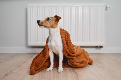 Dog freezing at home, sitting near heating radiator