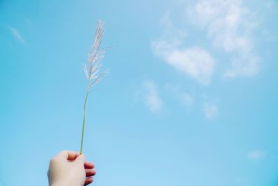 Low angle view of hand holding plant against blue sky