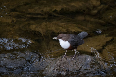 Birds in calm water