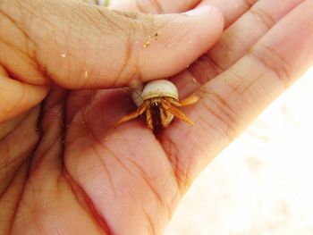 Close-up of hermit crab