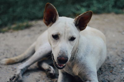 Close-up portrait of dog sticking out tongue on land