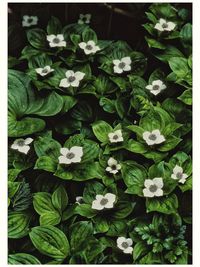 Full frame shot of white flowers