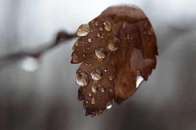 Close up of leaf