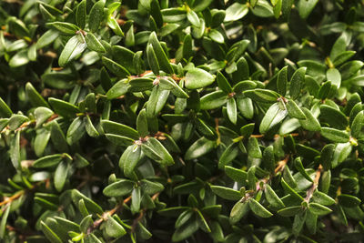 Full frame shot of fresh green plants