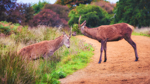 Deer standing in a field