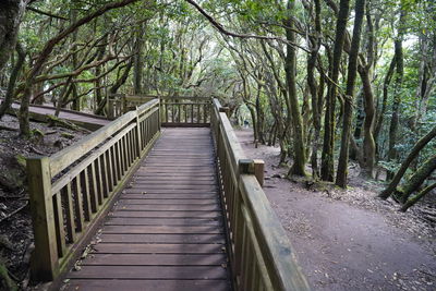 Footbridge amidst trees in forest