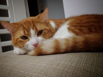 Close-up portrait of ginger cat relaxing at home