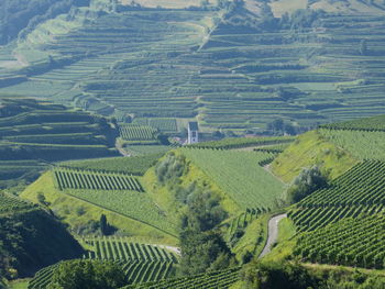 High angle view of agricultural field