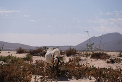 Fuerteventura goat
