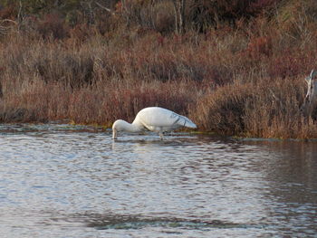 Swan floating on a lake