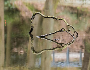 Birds on a lake