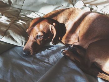 Close-up portrait of dog relaxing on bed at home