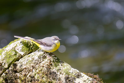 Grey wagtail, motacilla cinerea, perched on a rock in a river.