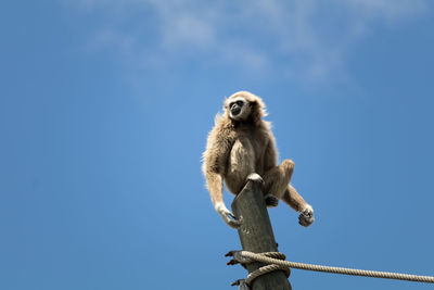 Low angle view of a white handed gibbon 