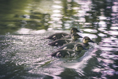 Duck swimming in a lake