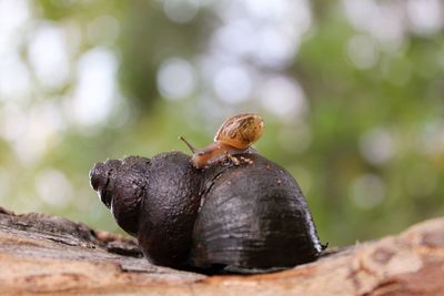 Close-up of snail on shell