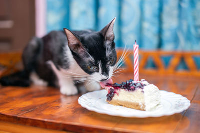 Cat in plate on table