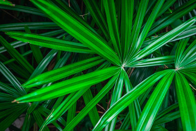 Full frame shot of green leaves