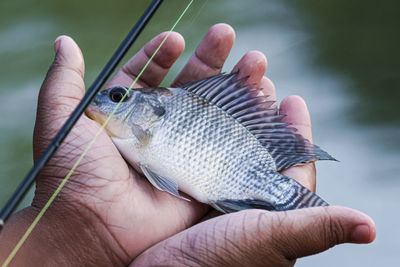 Close-up of hand holding fish