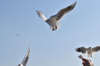 Low angle view of seagulls flying in sky