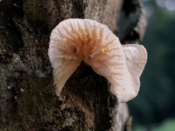 Close-up of bird on tree