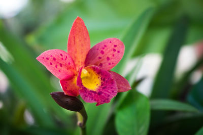 Close-up of pink flower blooming outdoors