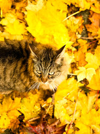 Portrait of autumn leaves on field
