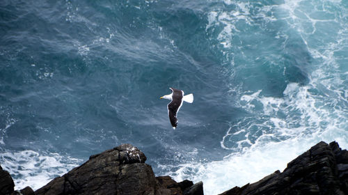 Full length of a bird flying over sea