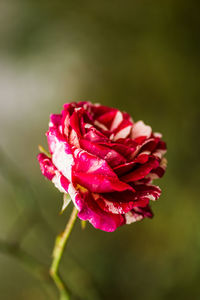 Close-up of pink rose