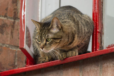 Portrait of cat relaxing on metal