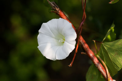 Close-up of white flowering plant