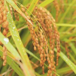 Close-up of plant