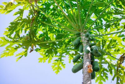 Low angle view of fruits on tree against sky