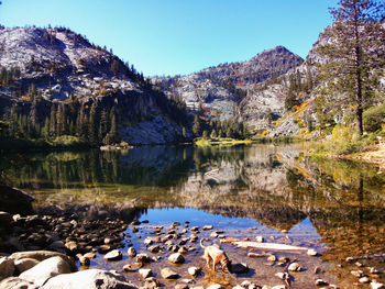 Reflection of trees in lake