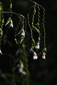 Close-up of flowering plant