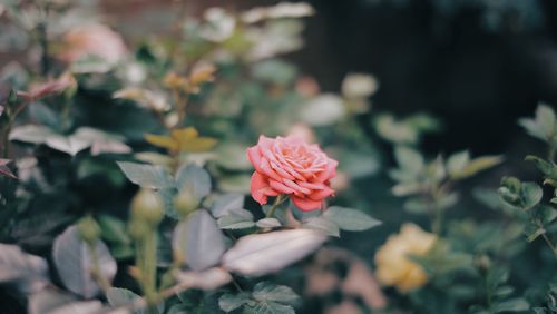 Close-up of rose against blurred background