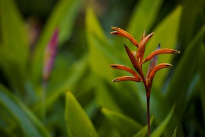 Close-up of flowering plant