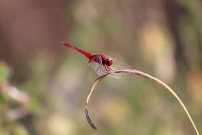 Close-up of dragonfly