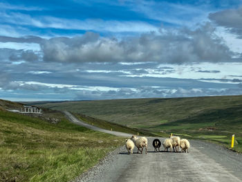 Cows grazing on field against sky