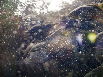 Close-up of jellyfish swimming in water