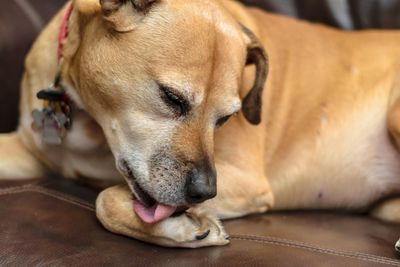 Close-up of dog lying down