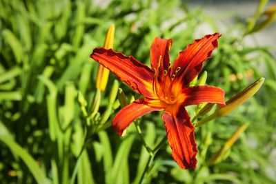 Close-up of red flower