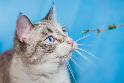 Close-up of cat looking away