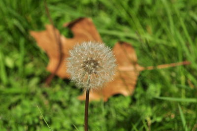 Close-up of dandelion blooming in field